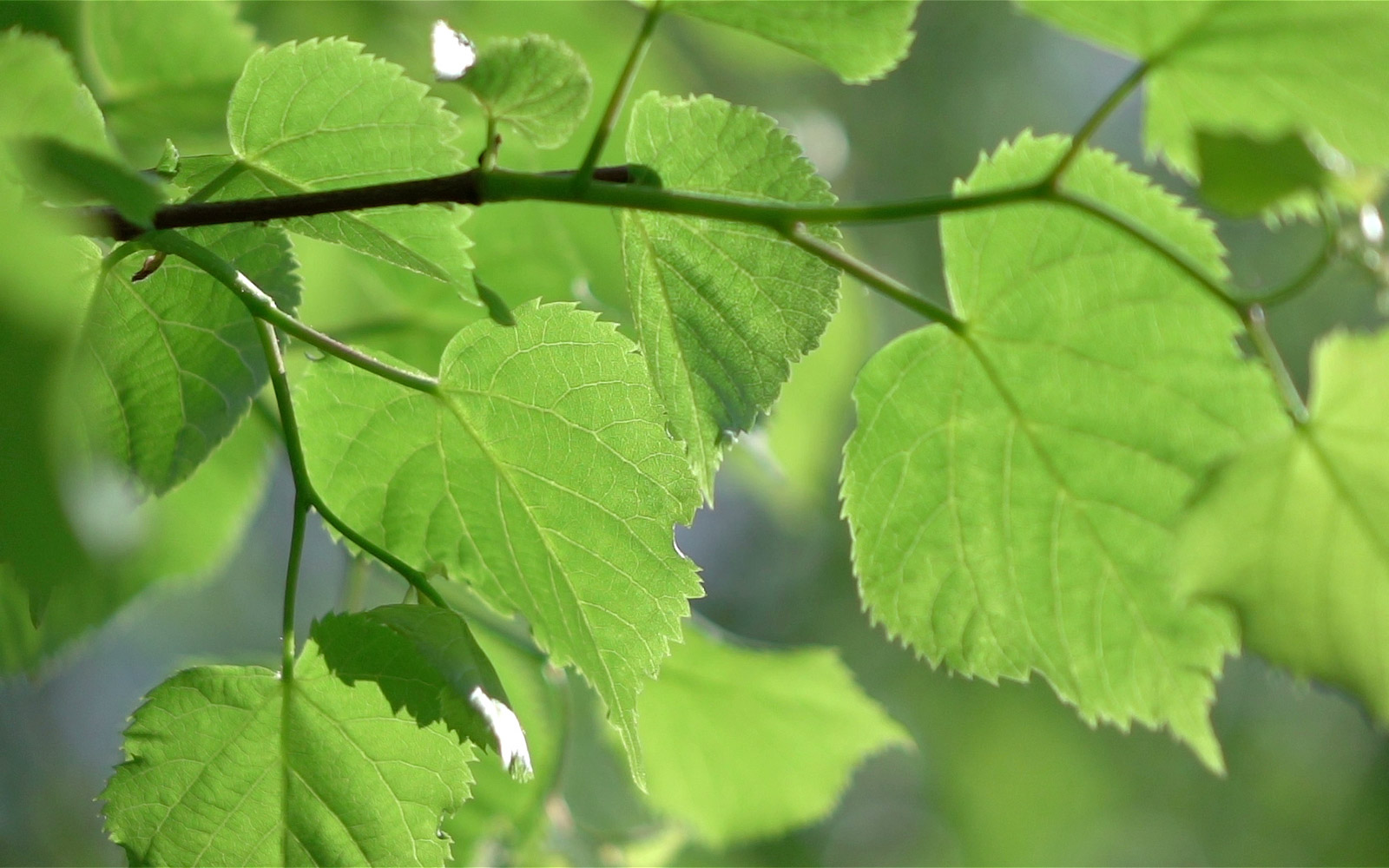 IVA Leaves Blowing
